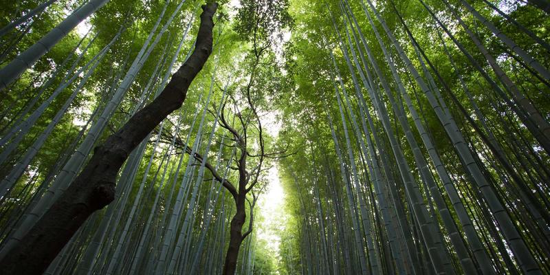 金茂集团社区商业运营创新:以数据驱动与体验式消费激活高端住宅配套价值